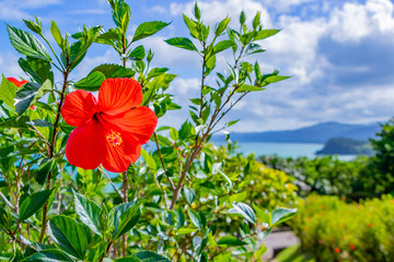 沖縄石垣島　ハイビスカス　南国イメージ © あんみつ姫