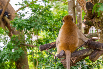 Obraz premium Back side of monkey on tree in an open zoo of Thailand