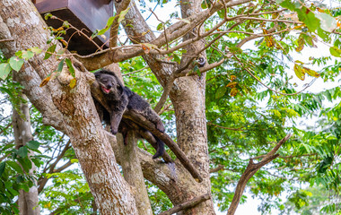 Binturong is reasting on big tree in open zoo of Thailand.