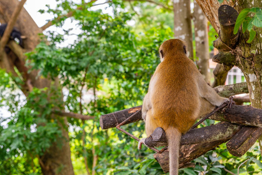 Back side of monkey on tree in an open zoo of Thailand