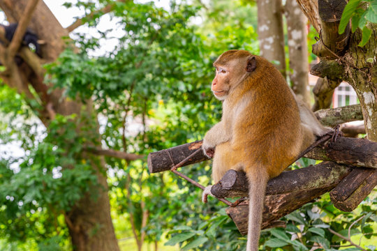 monkey on tree in an open zoo of Thailand