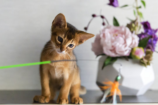 The Red Cat With Flower A Vase