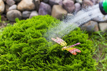 watering Thuy ball, plant care