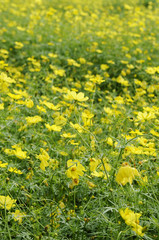 黄色い花　コスモス