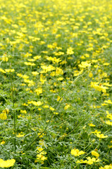 黄色い花　コスモス