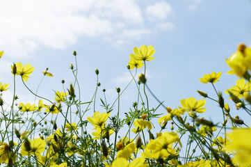 黄色い花　コスモス