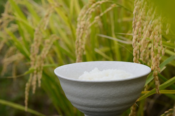 ごはん　稲穂
