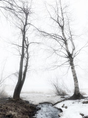 Trees on a foggy shore