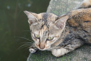 close up cute cat on cement floor