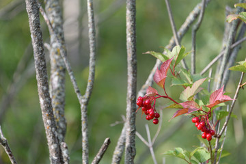 high bush cranberries