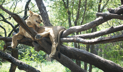 The young lion sitting on the tree.
