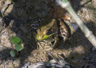 A brown bullfrog with green accents and dark spots basks in a muddy marsh.