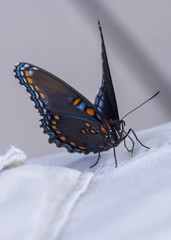Fototapeta na wymiar The red-spotted purple or white admiral, is a North American butterfly species.