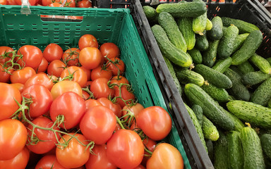 Autumn fresh harvest of ripe tomatoes on vines and  kitchen garden cucumbers