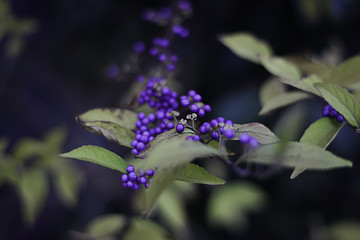 Shrub Callicarpa (Lamiaceae) with purple berries