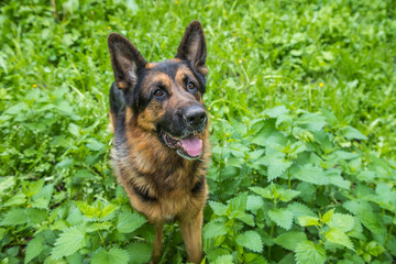 Dog German Shepherd on green grass in a summer day