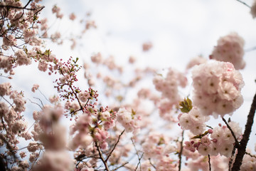 Blooming cherry tree. Close up of branches and flowers during Japanese Sakura