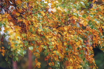 Autumn yellow trees nature scene in autumnal park