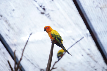 The yellow parrot bird  sun conure on the branch.