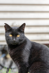 Black cat at Sodegaura Complex in Narashino City, Chiba Prefecture, Japan