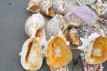 shells from the Indian ocean, Maputo, Mozambique