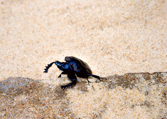 big black beetle on the sand
