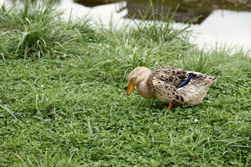 Female mallard duck