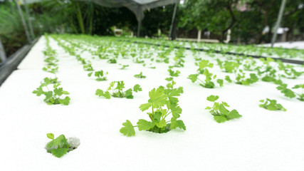 Celery small plants or salad vegetable grown from hydroponics system at greenhouse hydroponics farm..