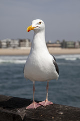seagull on Venice boardwalk