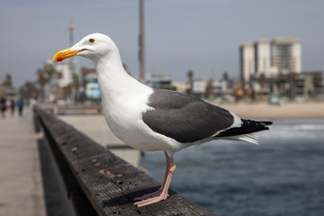 seagull on Venice boardwalk
