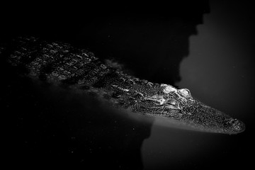 Black and white Close up eye and skin crocodile in water