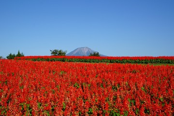大山（伯耆富士）バックに満開のサルビア