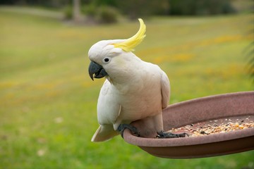 Sulphur crested cockatoo eating seeds from bird feeder