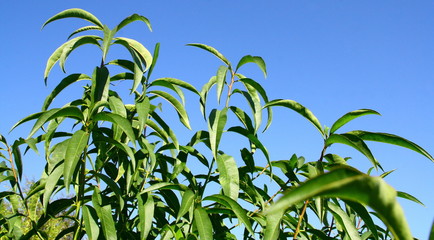 pêcher,arbre fruitier,détail des feuilles