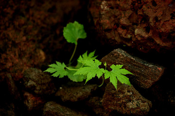 Nature