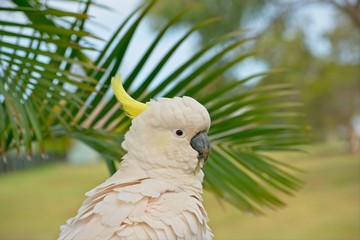 Sulphur crested cockatoo with damaged beak
