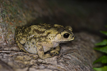 Frog toad