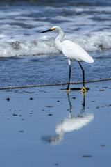 Bird heron