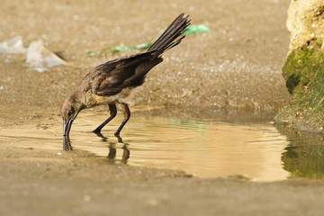 Thirsty Bird drinking water