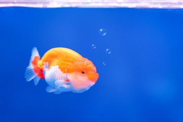 Golden fish on underwater background with bubbles. Complementary color.