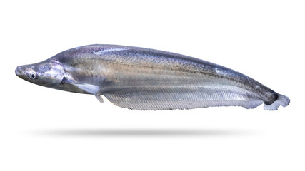 Freshwater fish isolated on white background. Sheathfish or Phalacronotus apogon. ( Clipping path )