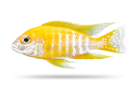 Cichlids fish isolated on white background. Yellow color. ( Clipping path )