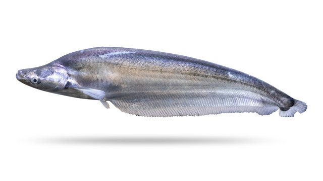 Freshwater fish isolated on white background. Sheathfish or Phalacronotus apogon. ( Clipping path )