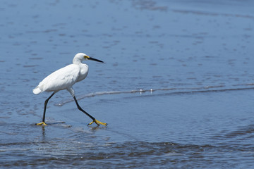 Silence- Bird walking and searching for her prey