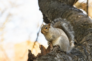 Squirrel from New York Central Park