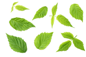raspberry green leaves isolated on white background. top view