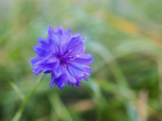 Obraz premium Macro photography of flowers and plants