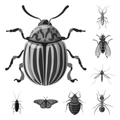 Vector design of insect and fly sign. Collection of insect and element stock vector illustration.