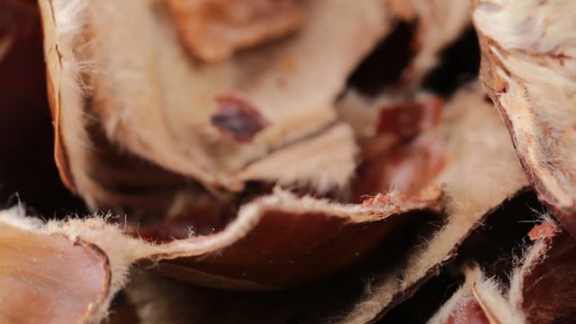 Bucce di castagne