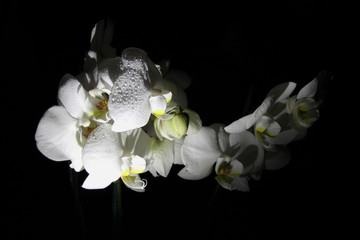 white Orchid flowers on black background © Светлана Михалева